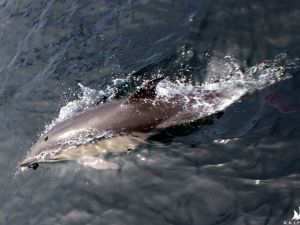 Na Biskajach zawsze można liczyć na towarzystwo delfinów