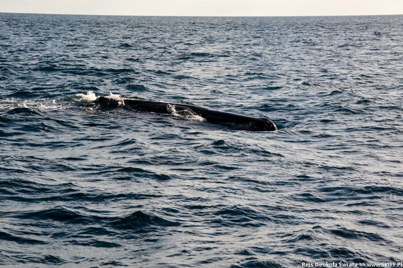 wieloryb wynurzający się z wody