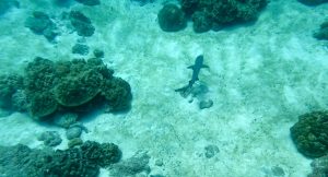 Rekin w wodzie przy Isla del Coco