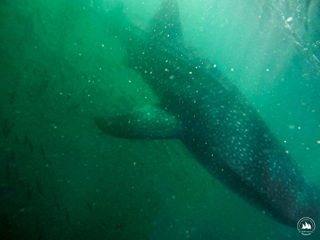 rekin wielorybi Meksyk morze corteza