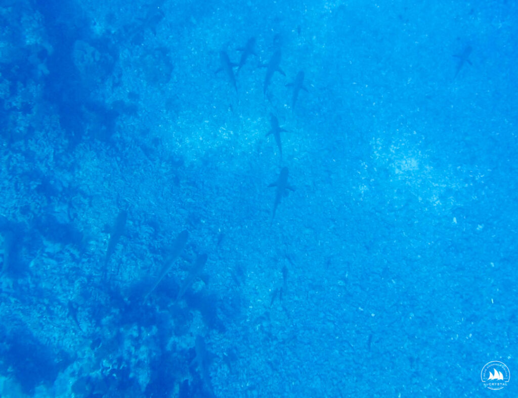 Rekiny na dnie wejścia do atolu Fakarava