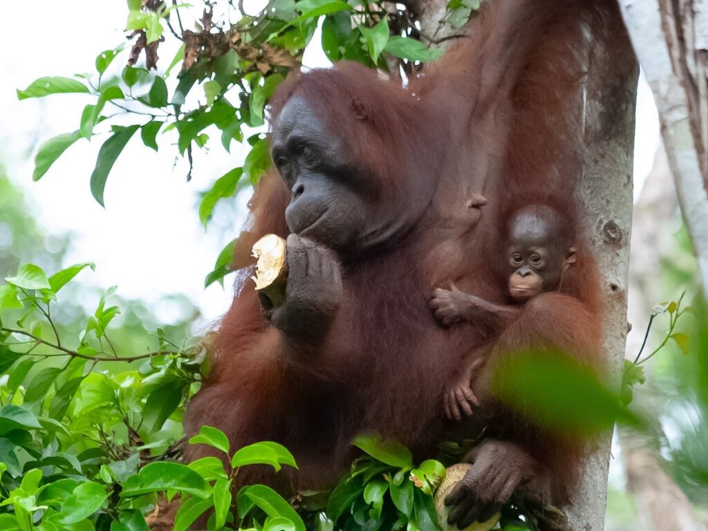 Rejs jachtem Ceystal z Bali na Borneo.